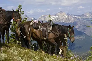 Saddle Prints: USA, Montana, Rocky Mountains, Bob Marshall Wilderness, horses at scenic overview