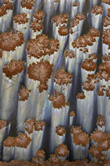 Marie Bush Prints: USA, Montana, Sculpture in the Wild. Close-up of rust patterns on metal. Credit as