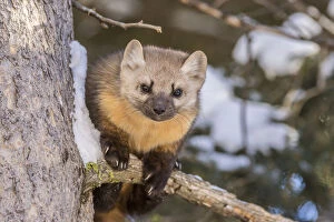 Animals Gallery: USA, Montana, Shoshone National Forest. Pine marten close-up in winter. Credit as