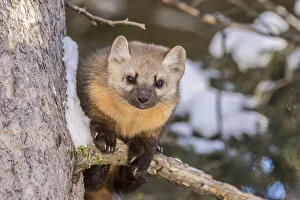 Animals Collection: USA, Montana, Shoshone National Forest. Pine marten close-up in winter. Credit as