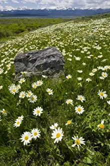 Yellow Stone Prints: USA, Montana, Wild Daisy blooming in meadow by Hebgen Lake west of Yellowstone National Park