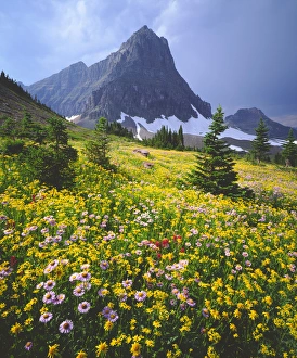 High Prints: USA; Montana; Wildflowers in Glacier National Park