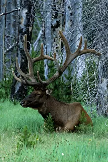 USA, Montana, Yellowstone Elk