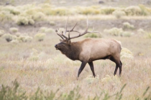 Artiodactyla Prints: USA, Montana, Yellowstone National Park, Bull Elk walking in Rabbitbrush meadow during