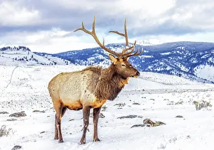 Looking At Camera Prints: USA, Montana. Yellowstone National Park, elk