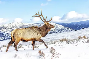 Looking At Camera Prints: USA, Montana. Yellowstone National Park, elk