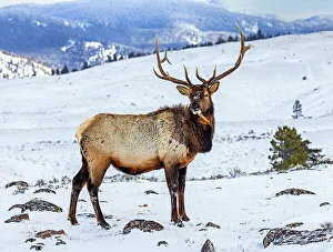 Looking At Camera Prints: USA, Montana. Yellowstone National Park, elk
