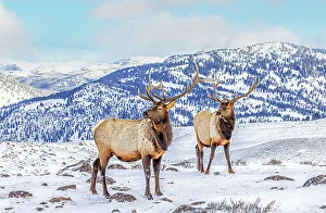 Looking At Camera Prints: USA, Montana. Yellowstone National Park, elk