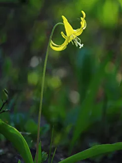 Pierce County Prints: Usa, Mount Rainier National Park, Yellow Avalanche lily