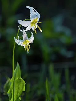 Images Dated 1st September 2022: Usa, Mount Rainier National Park, Great White Fawn lily