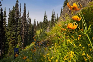 People In The Background Prints: USA, Mt. Rainier National Park, Washington. Male backpacker and Columbia Lily in