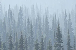 Prints of USA. Mt. Rainier National Park. Smoke from Washington State fires drifts through conifers at Mt. Rainier NP Images Dated 2020 March: USA. Mt. Rainier National Park. Smoke from Washington State fires drifts through conifers
