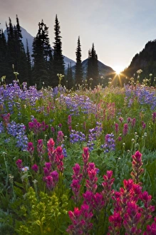 Images Dated 5th August 2009: USA, Mt. Rainier National Park, Washington. Indian Paintbrush and Lupine in flower