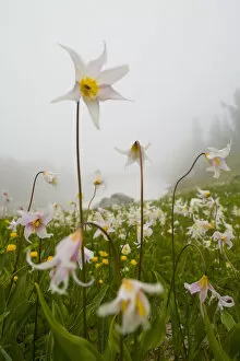Images Dated 10th August 2007: USA, Mt. Rainier National Park, Washington. Meadow filled with Avalanche Lilies