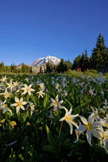 Images Dated 2nd August 2007: USA, Mt. Rainier National Park, Washington. Meadow filled with Avalanche Lilies