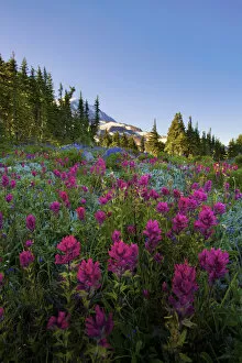 Images Dated 11th August 2007: USA, Mt. Rainier National Park, Washington. Meadow filled with Magenta Paintbrush