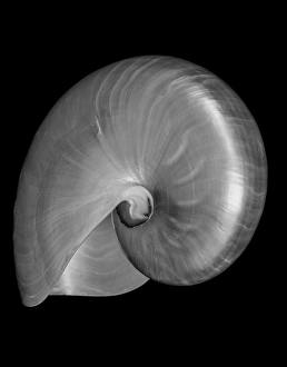 Images Dated 14th September 2015: USA Nautilus Oblique