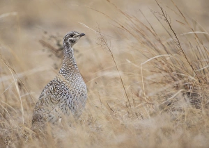 USA, Nebraska, Burwell, Sandhills, Sharp-tailed Grouse portrait on lek