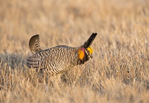 USA, Nebraska, Burwell, Sandhills, Greater Prairie Chicken displaying on lek