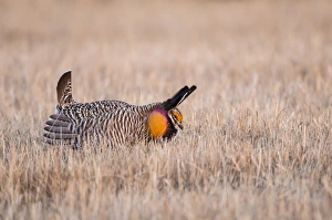 Lekking Prints: USA, Nebraska, Burwell, Sandhills, Greater Prairie Chicken displaying on lek in grassland
