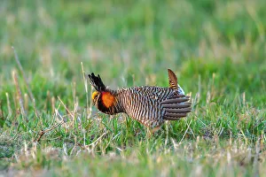 Lekking Prints: USA, Nebraska, Loup County. Greater prairie chicken male displaying on lek