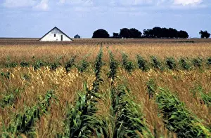 USA, Nebraska, Morrill County. Rows of corn sway in the wind in Morrill County, Nebraska