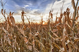 Cultivated Prints: USA, Nebraska, near Omaha. Sunset over a cornfield in the fall