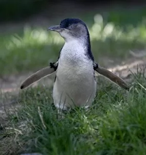 USA, Nebraska, Omaha, Henry Doorly Zoo. Little Blue (or Fairy Blue) Penguin