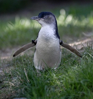 Images Dated 5th September 2006: USA, Nebraska, Omaha, Henry Doorly Zoo. Little Blue (or Fairy Blue) Penguin