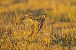 Nebraska Prints: USA, Nebraska, Sand Hills. Greater prairie chicken male taking flight. Credit as
