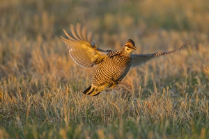 Nebraska Prints: USA, Nebraska, Sand Hills. Greater prairie chicken male taking flight. Credit as