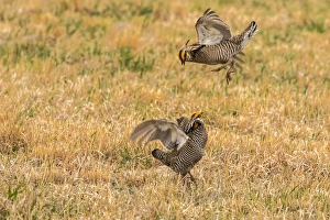 Images Dated 15th April 2016: USA, Nebraska, Sand Hills. Male greater prairie chickens fighting