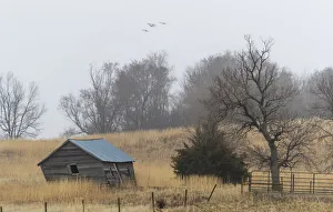 Images Dated 11th August 2020: USA, Nebraska. Sandhill Cranes (Antigone canadensis) stop along the cornfields of