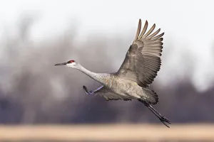 Images Dated 8th January 2021: USA, Nebraska. Sandhill Cranes (Antigone canadensis) stop along the cornfields of