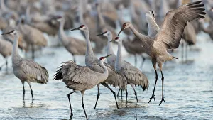 Images Dated 11th August 2020: USA, Nebraska. Sandhill Cranes (Antigone canadensis) stop along the cornfields of