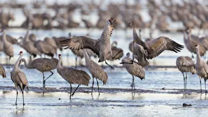 Images Dated 11th August 2020: USA, Nebraska. Sandhill Cranes (Antigone canadensis) stop along the cornfields of