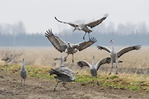 USA, Nebraska. Sandhill Cranes (Antigone canadensis) stop along the cornfields of