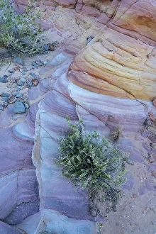 Nevada Prints: USA, Nevada. Abstract lines in the sandstone, Valley of Fire State Park