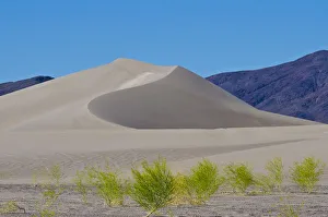 USA, Nevada, Beatty. Amargosa Dunes