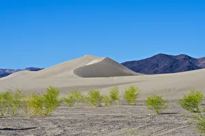 Images Dated 27th September 2017: USA, Nevada. Beatty, Armargosa Dunes