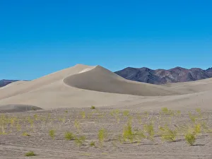Beatty Prints: USA, Nevada. Beatty, Armargosa Dunes