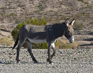 USA, Nevada. Beatty, Wild Burro in Beatty along State Highway 374