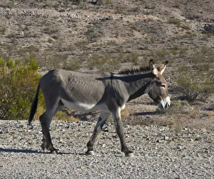 Beatty Prints: USA, Nevada, Beatty. Wild Burro in Beatty along State Highway 374