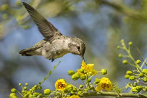 USA, Nevada, Bird Viewing Preserve. Female Costas hummingbird feeding. Credit as