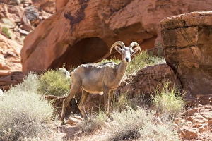 Images Dated 8th September 2012: USA, Nevada, Clark County, Valley of Fire State Park. Desert Big Horn Sheep