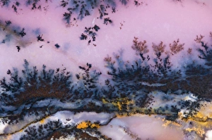 Images Dated 17th September 2009: USA, Nevada. Close-up of amethyst sage agate