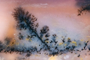 Images Dated 17th September 2009: USA, Nevada. Close-up of amethyst sage agate
