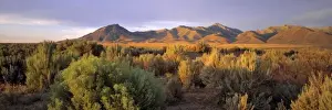 Sage Brush Prints: USA, Nevada, Denio. Dusk settles over the Bilk Creek Mountains, Denio, Nevada