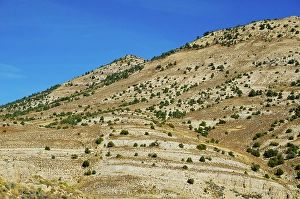Nevada Prints: USA, Nevada, Ely. White Pine Mountains