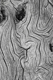Great Basin Prints: USA, Nevada, Great Basin National Park. Detail of weathered wood